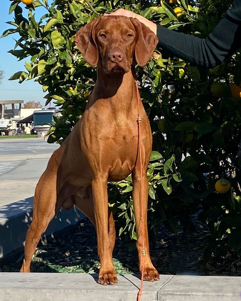A brown dog on a leash standing next to a tree