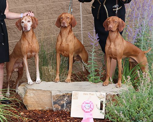 Three brown dogs standing next to each other on a rock