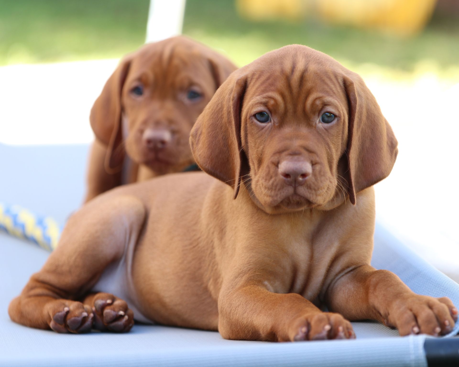 Two brown puppies laying next to each other on a bed