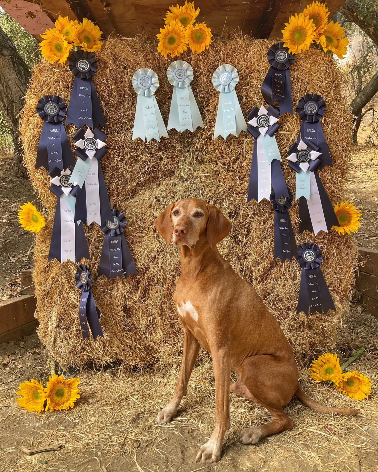 A dog is sitting in front of a hay bale with ribbons and sunflowers.