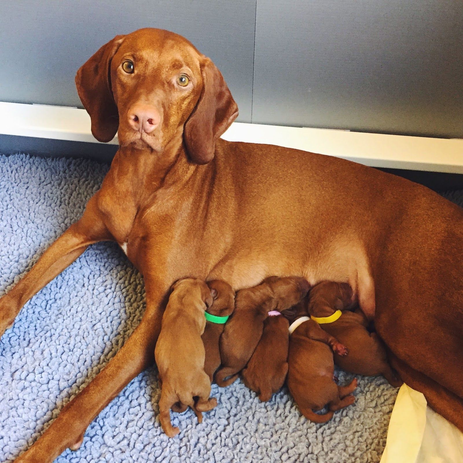A brown dog is laying on a blue carpet with her puppies