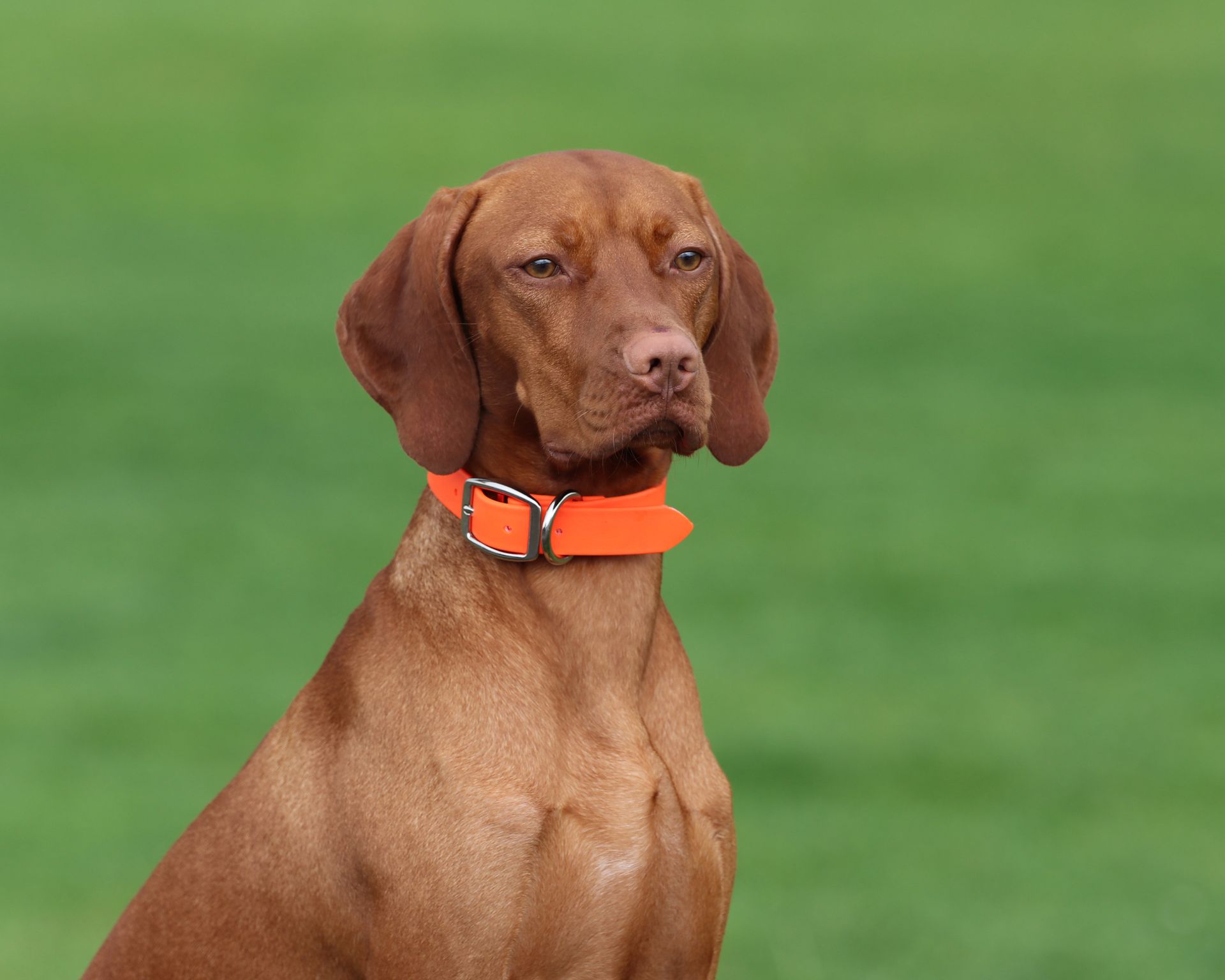 A brown dog wearing an orange collar is looking at the camera.