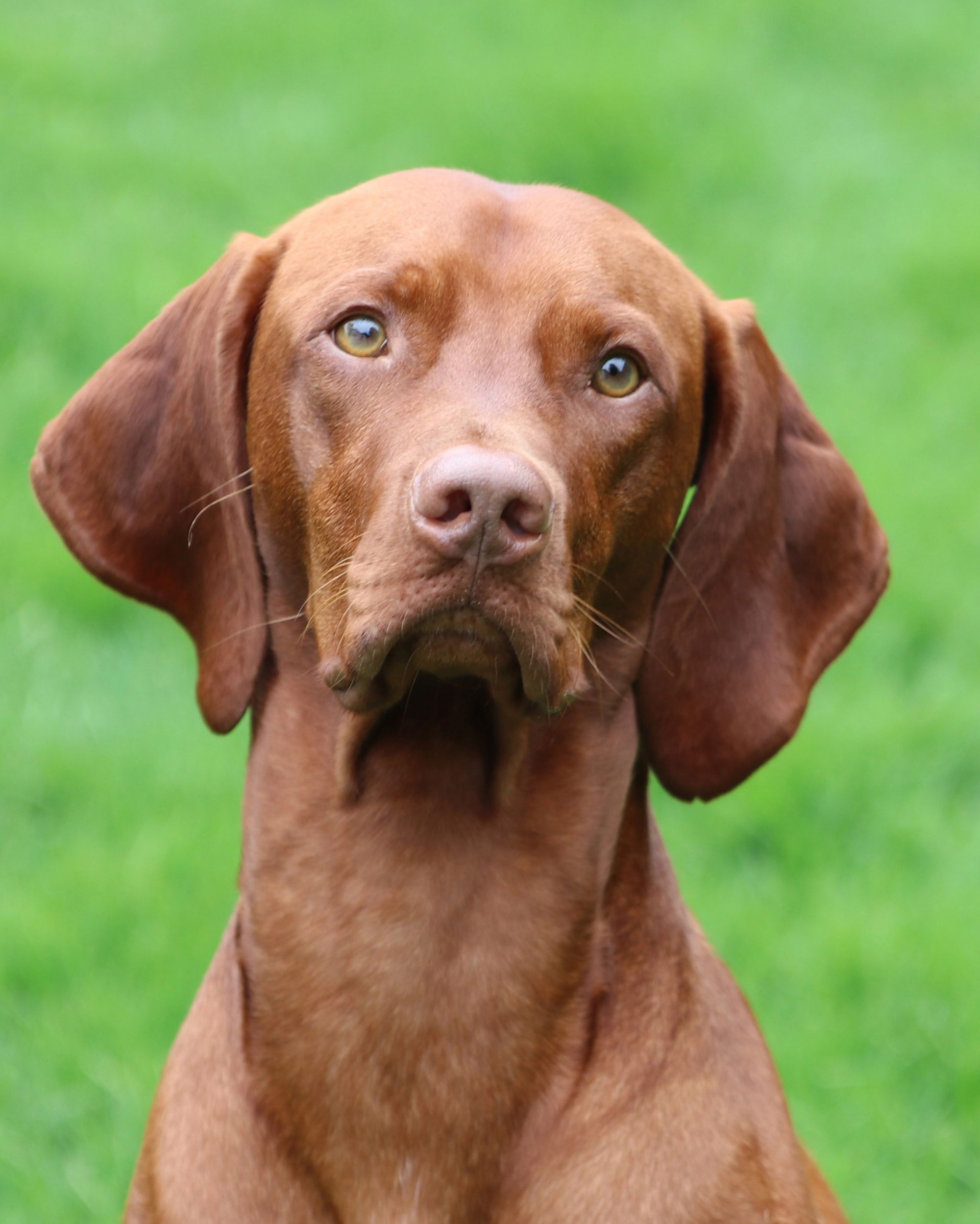 A brown dog is sitting in the grass and looking at the camera.
