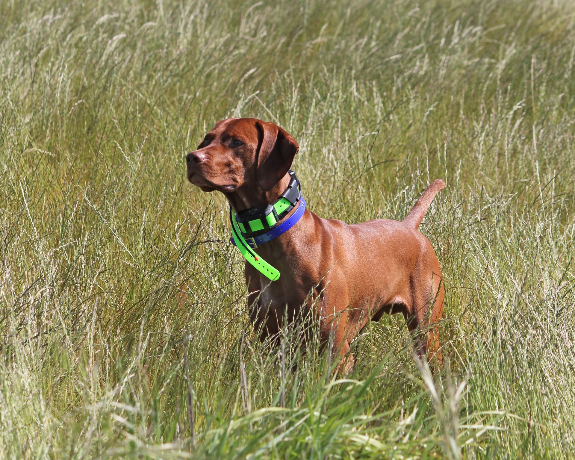 A brown dog wearing a green collar is standing in a field of tall grass.