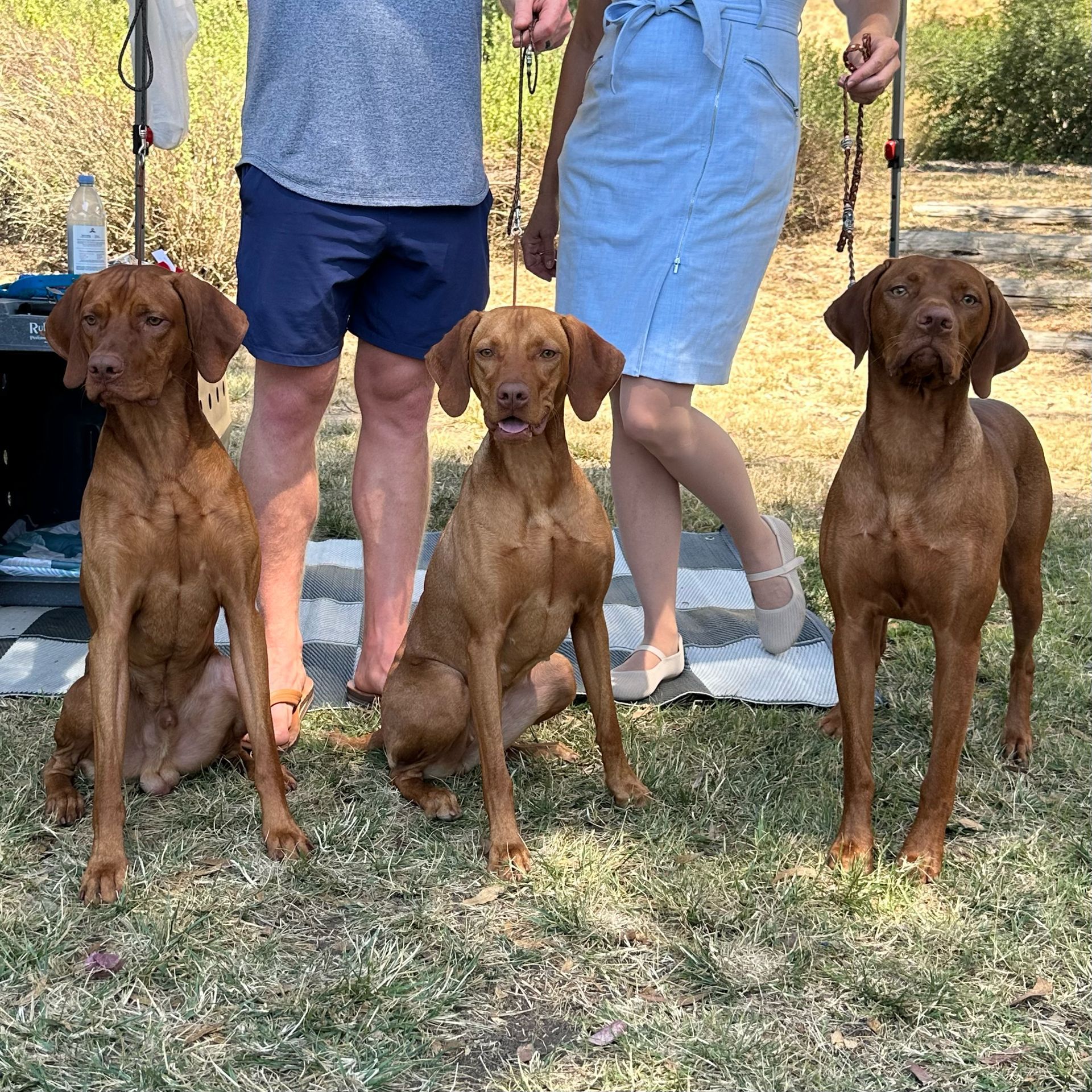 A man and a woman are standing next to three brown dogs.