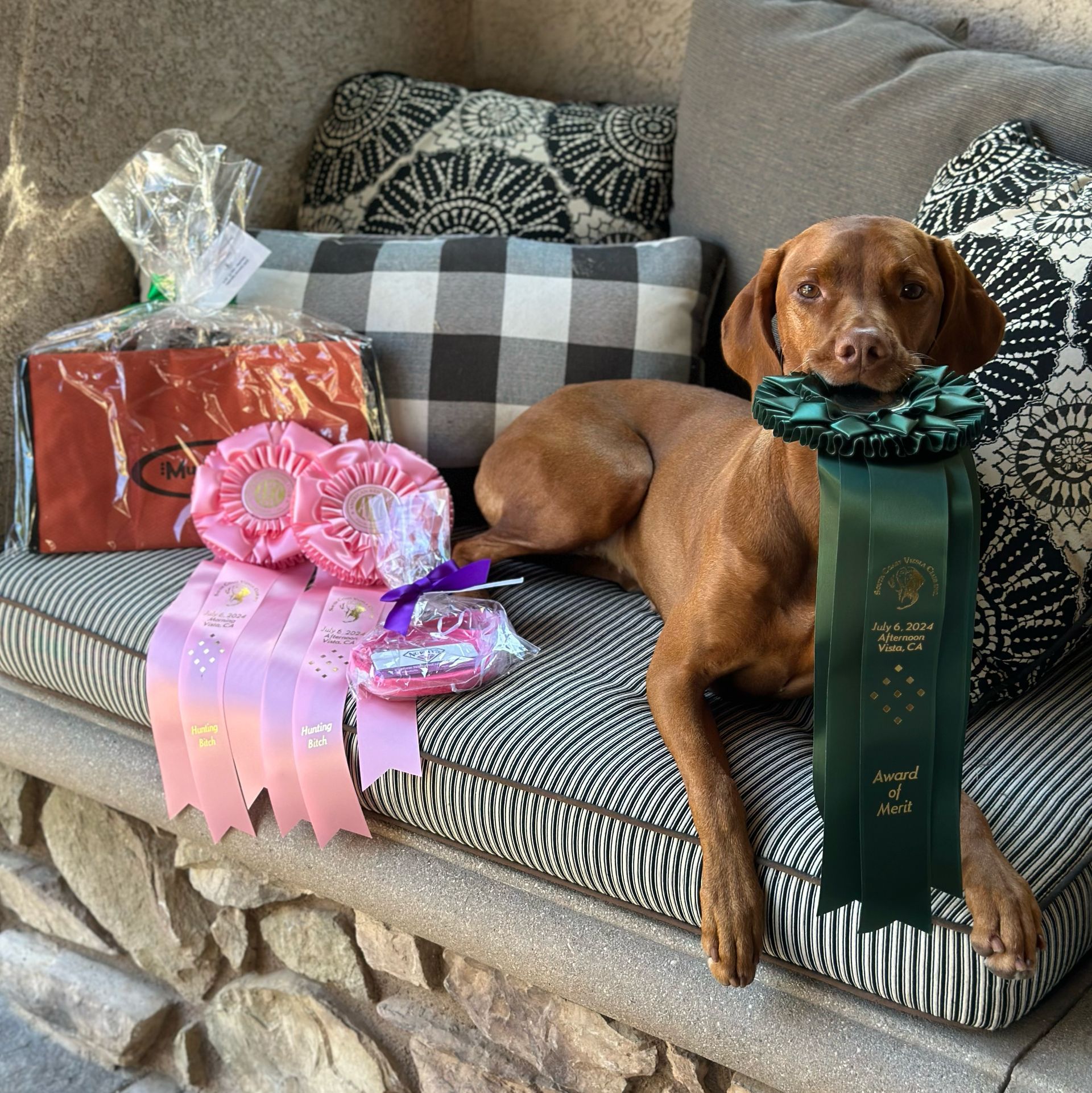 A brown dog laying on a couch with a green ribbon around its neck