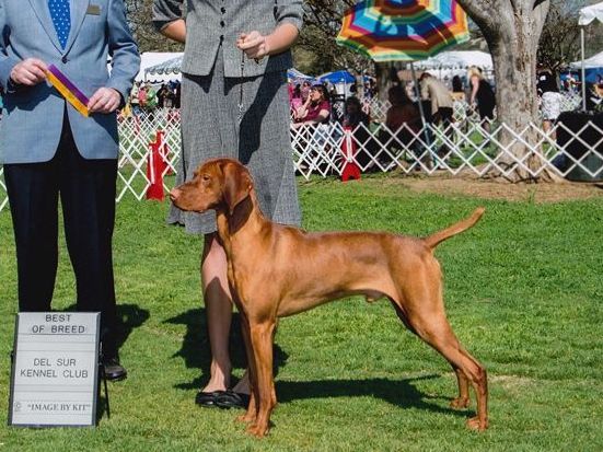 A dog is standing in the grass with a ribbon around its neck