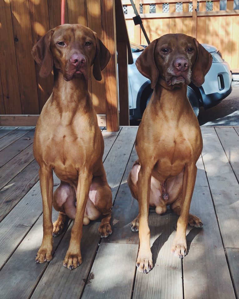 Two brown dogs are sitting on a wooden deck