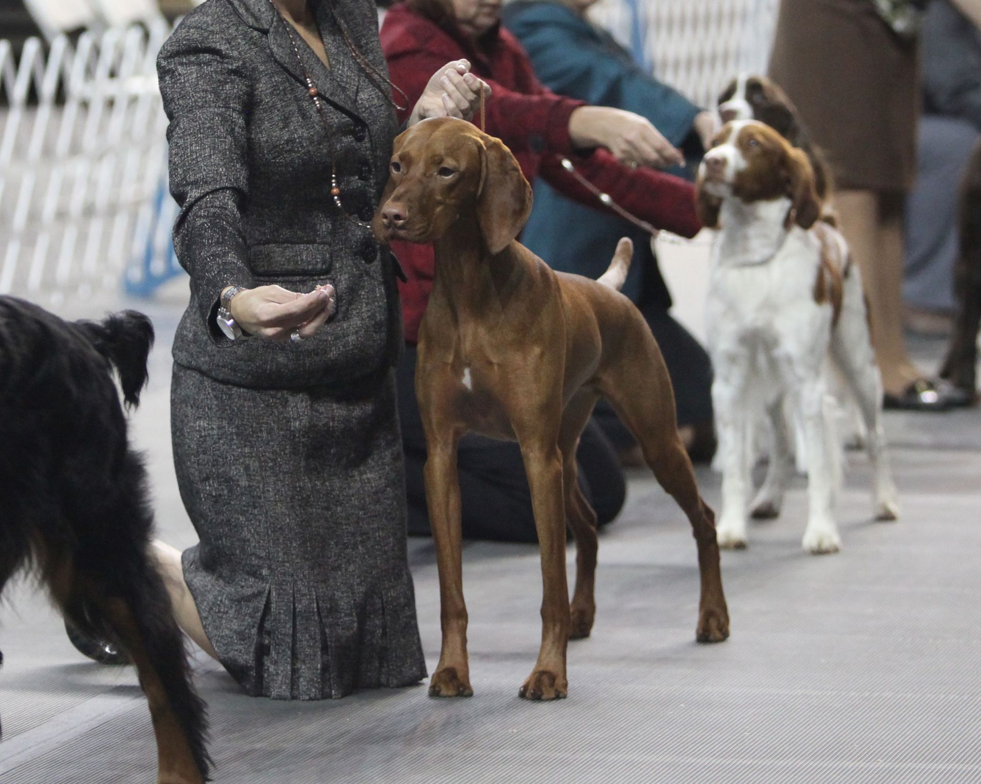 A woman kneeling next to a brown dog at a dog show