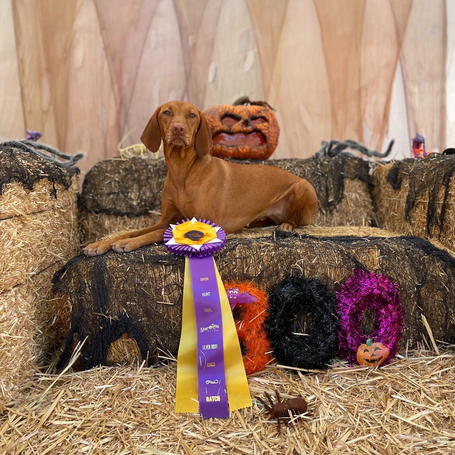 A dog with a purple and yellow ribbon laying on a hay bale
