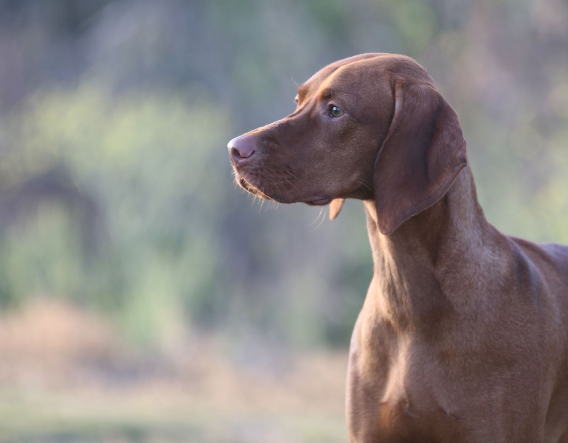 A brown dog is standing in a field and looking to the side.