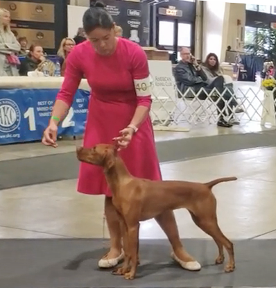 A woman in a red dress stands next to a brown dog