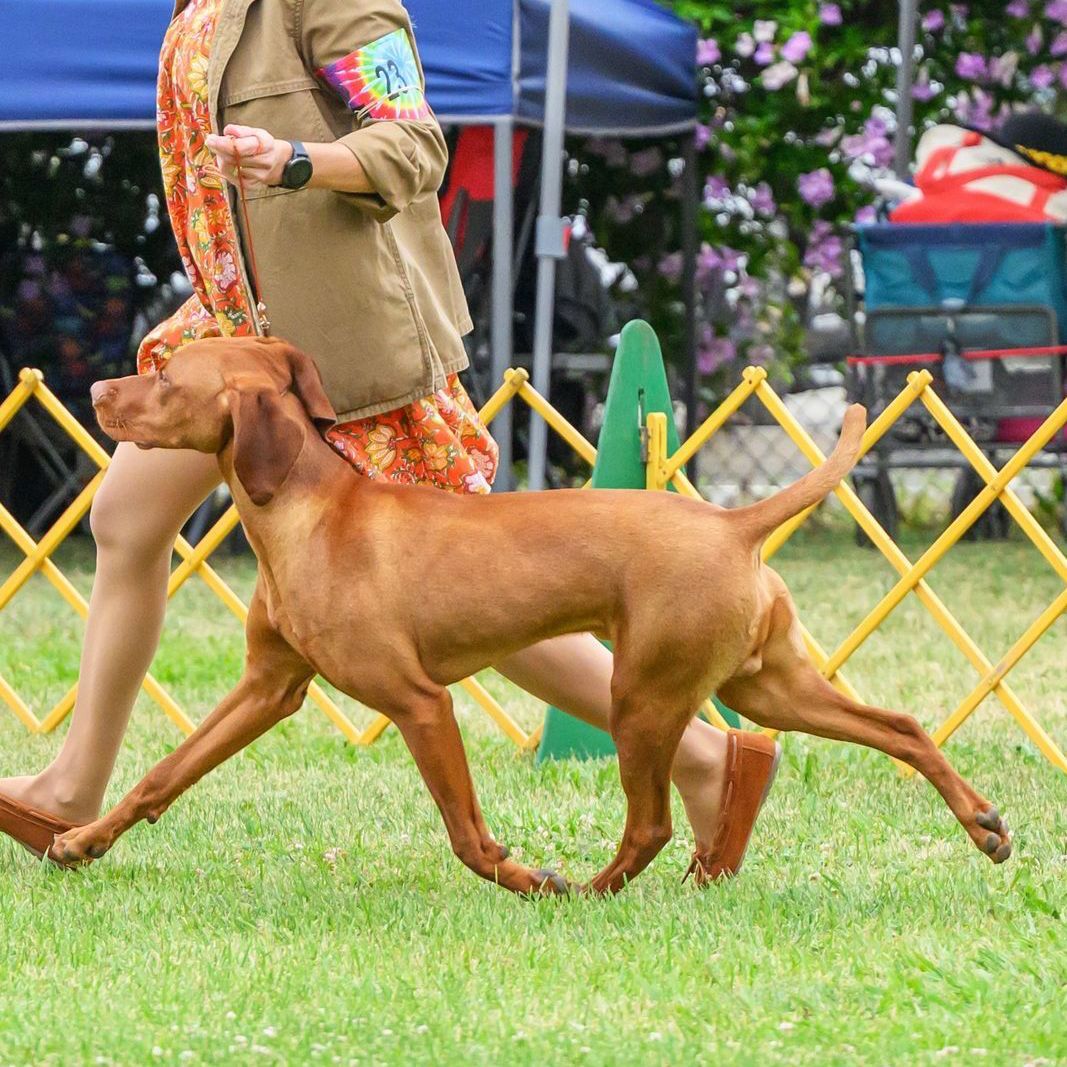 A woman is walking a dog in a field at a dog show.