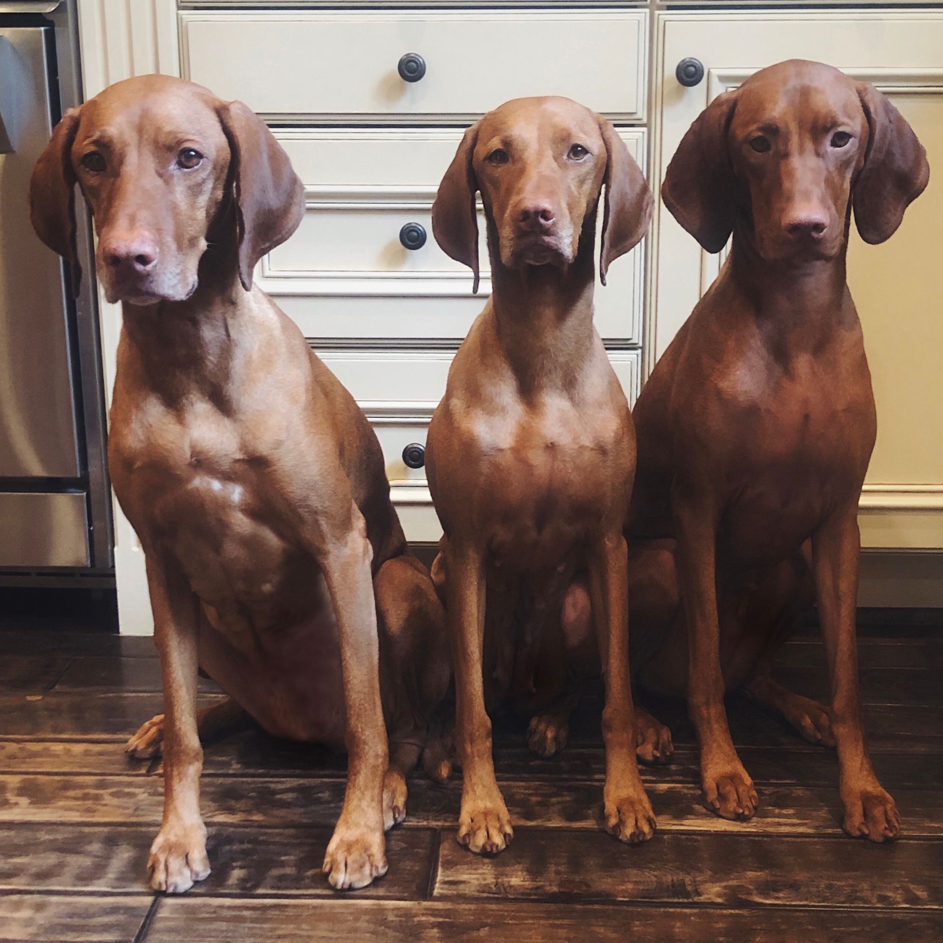 Three brown dogs are sitting next to each other on a wooden floor