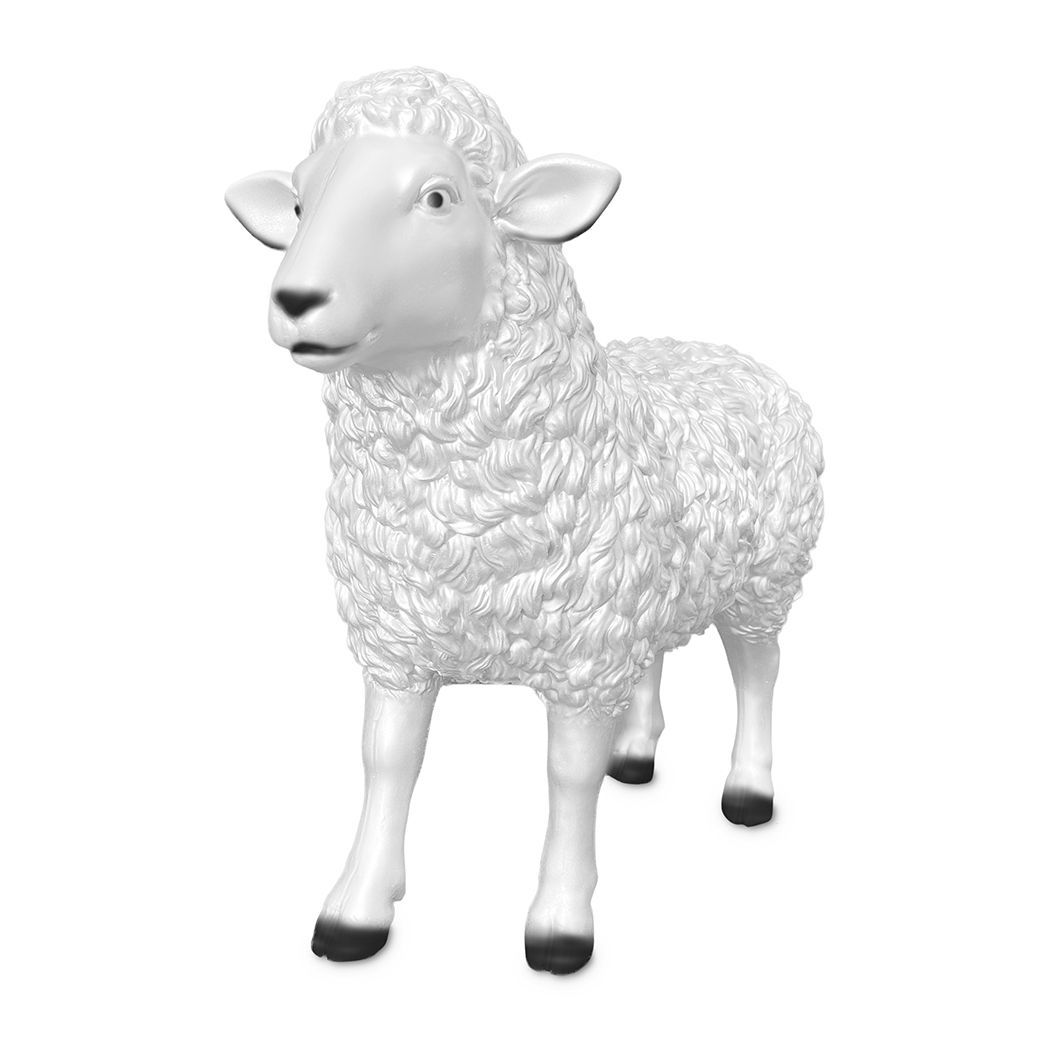 Schaap wit zijkant