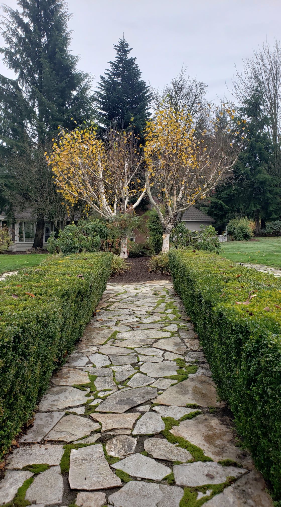 Stone path lined with green hedges leads to trees with yellow leaves in a garden.