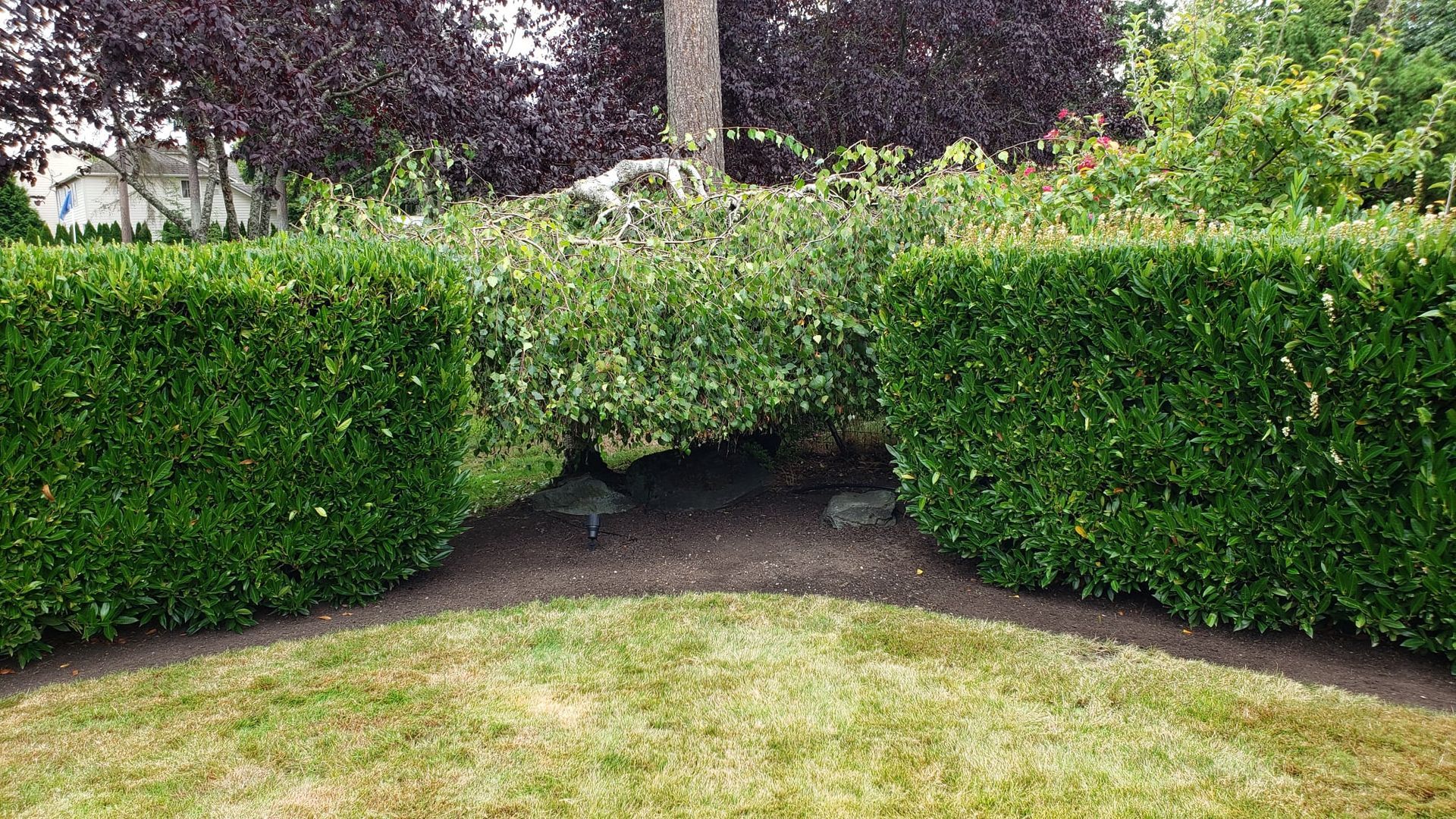 Two green hedges frame a garden path, leading to trees and shrubs.