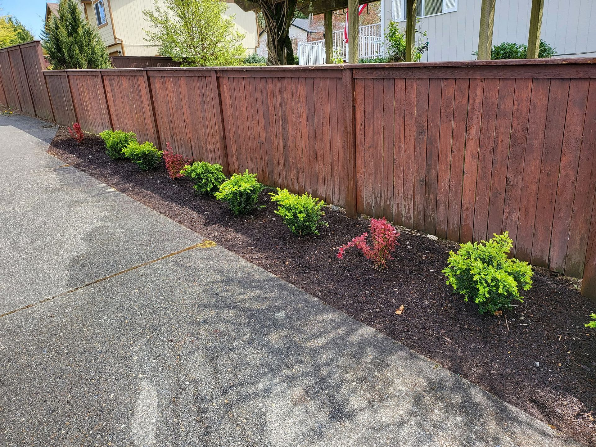 A row of green bushes with red accents in front of a dark brown wooden fence alongside a sidewalk.