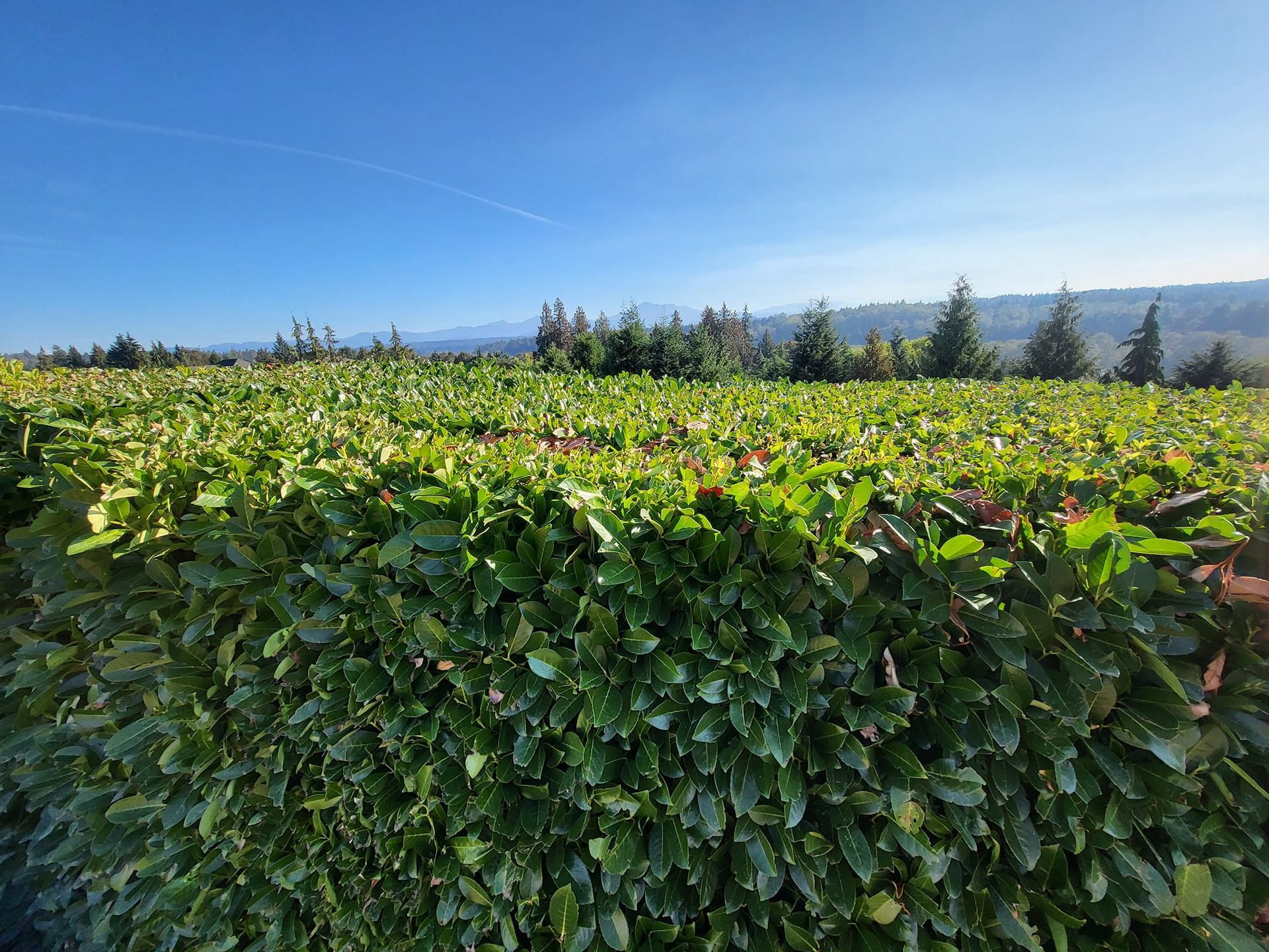 Lush green vineyard under a clear blue sky, with trees in the distance.