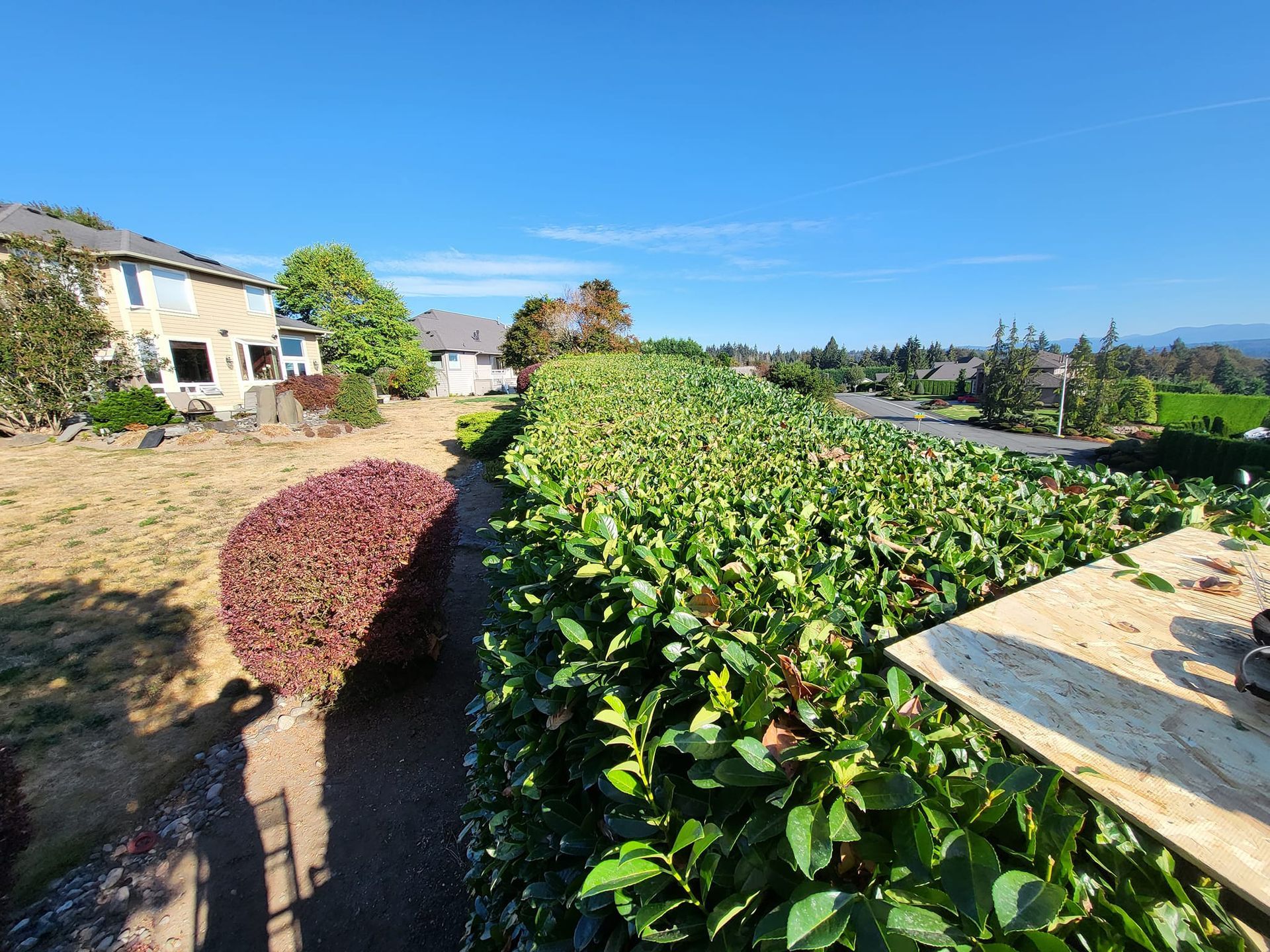 A lush green hedge borders a property, with a house and lawn in the background on a sunny day.