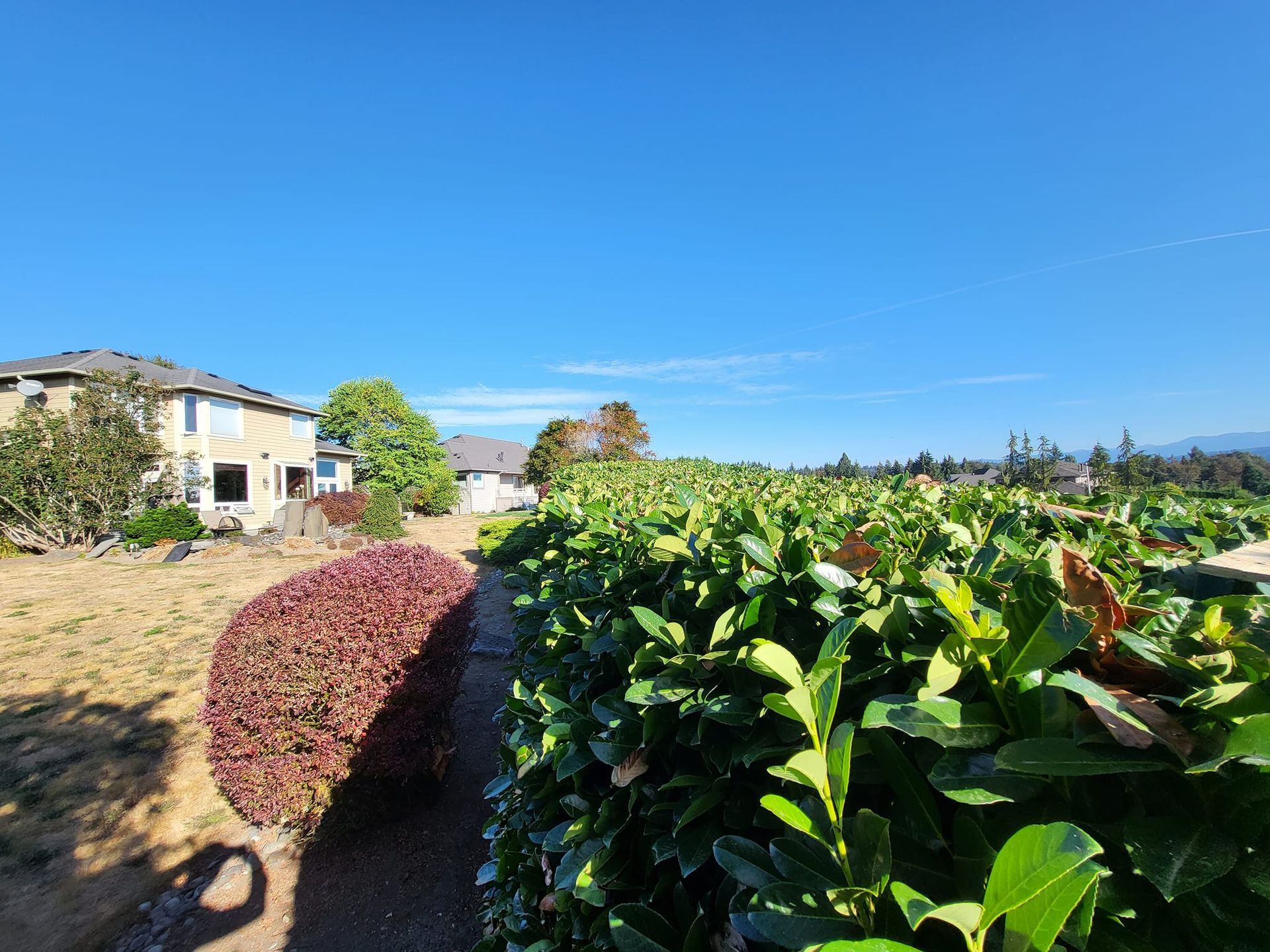 Lush green hedge with a path beside it, leading to houses under a bright blue sky.