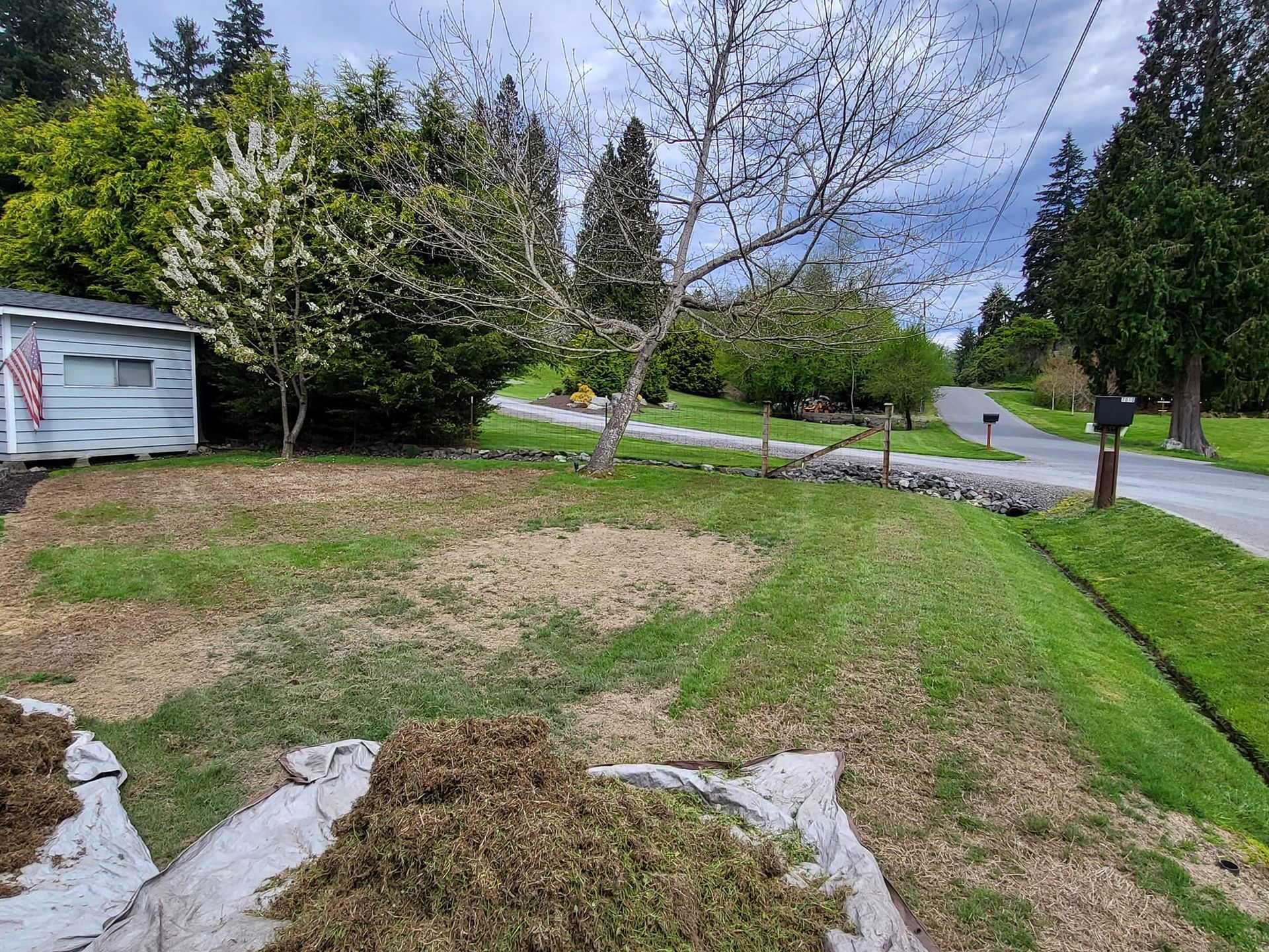 Lawn with dead grass and mulch, a house, trees, and a street. Overcast day.