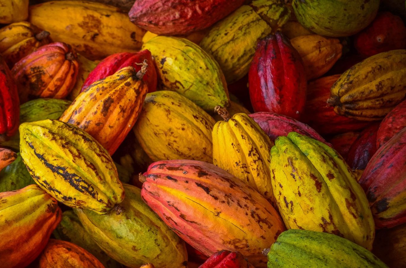 ALL YOU NEED TO KNOW ABOUT RAW CACAO!