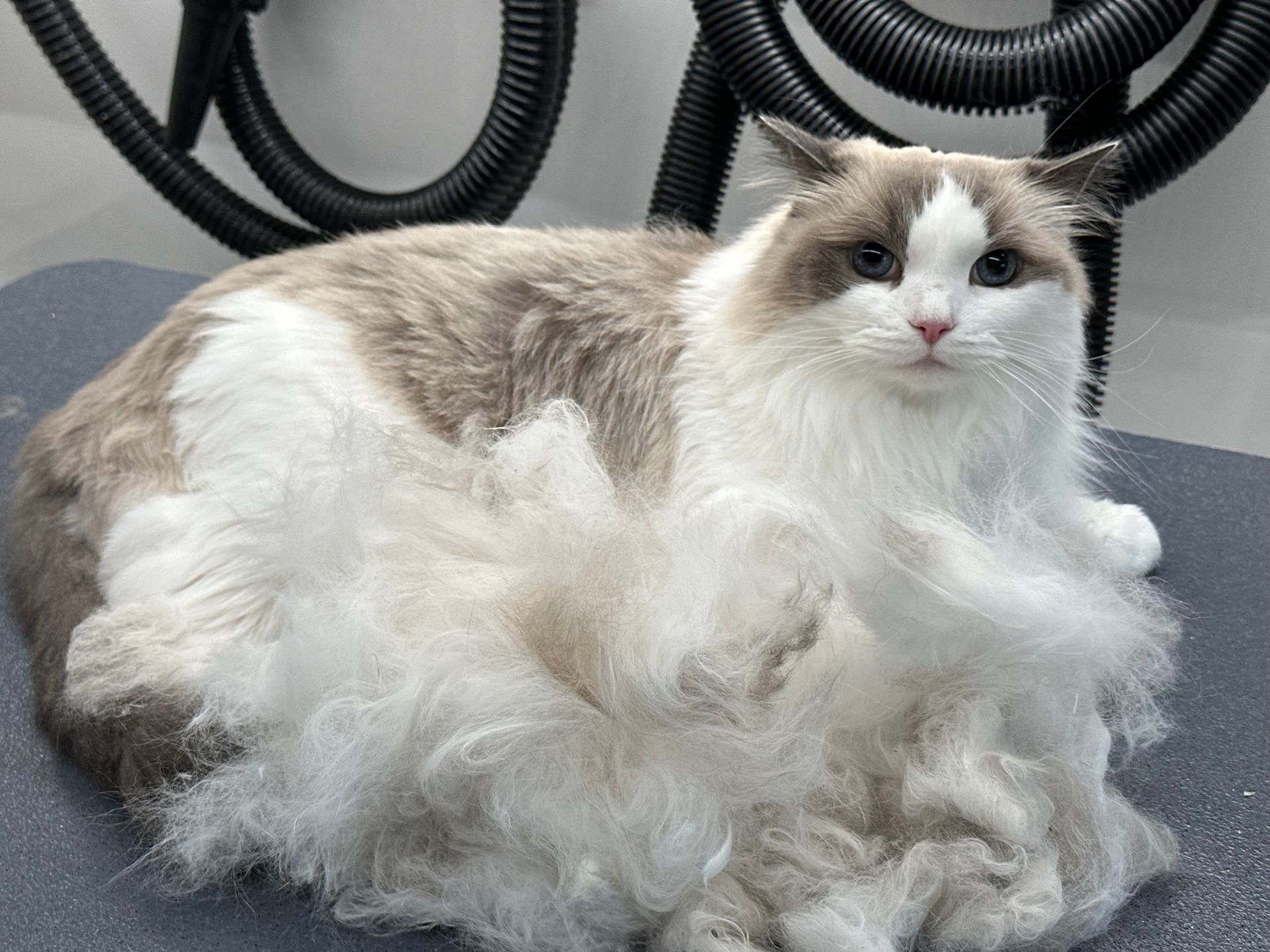 Mobile Dog Groomers In Hamptons We Groom The East End