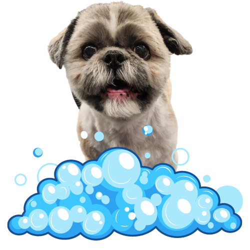 Home  Blue Bubbles Pet Spa