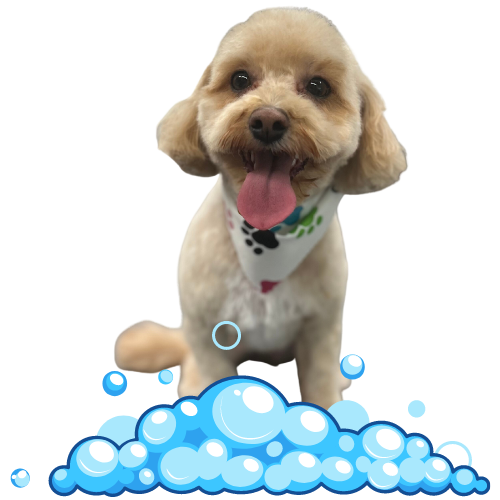 Book Now! - Bubbles Pet Spa