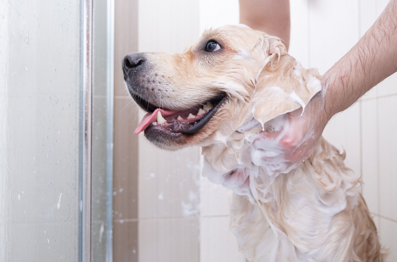 Use Human Shampoo for Cleaning Dogs?