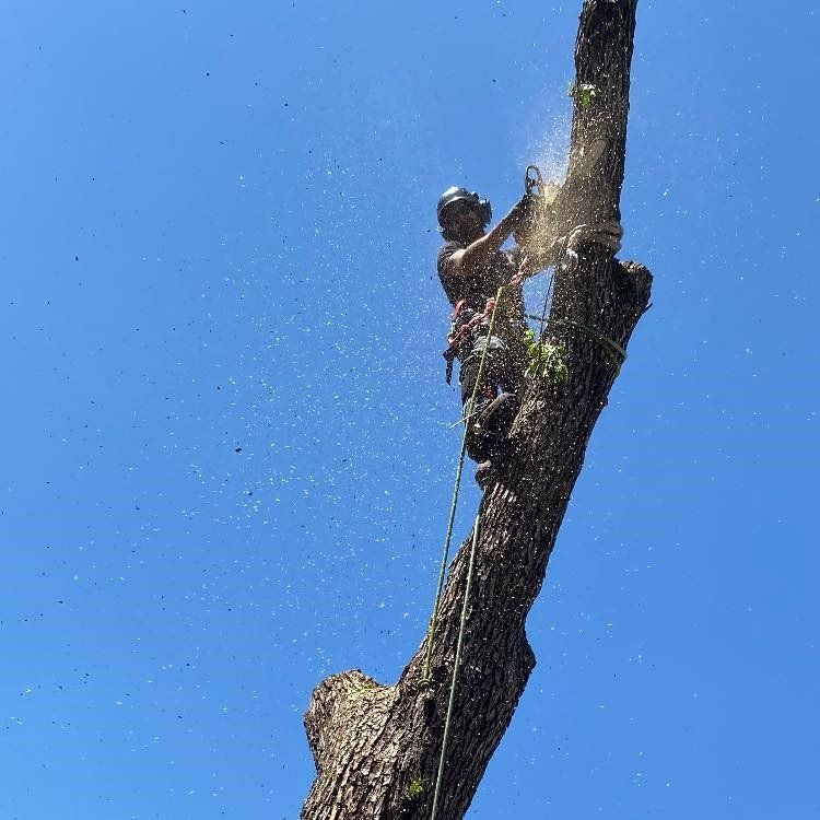 Man On Top Of A Tree — Kansas City, MO — Shier’s Family Tree Service