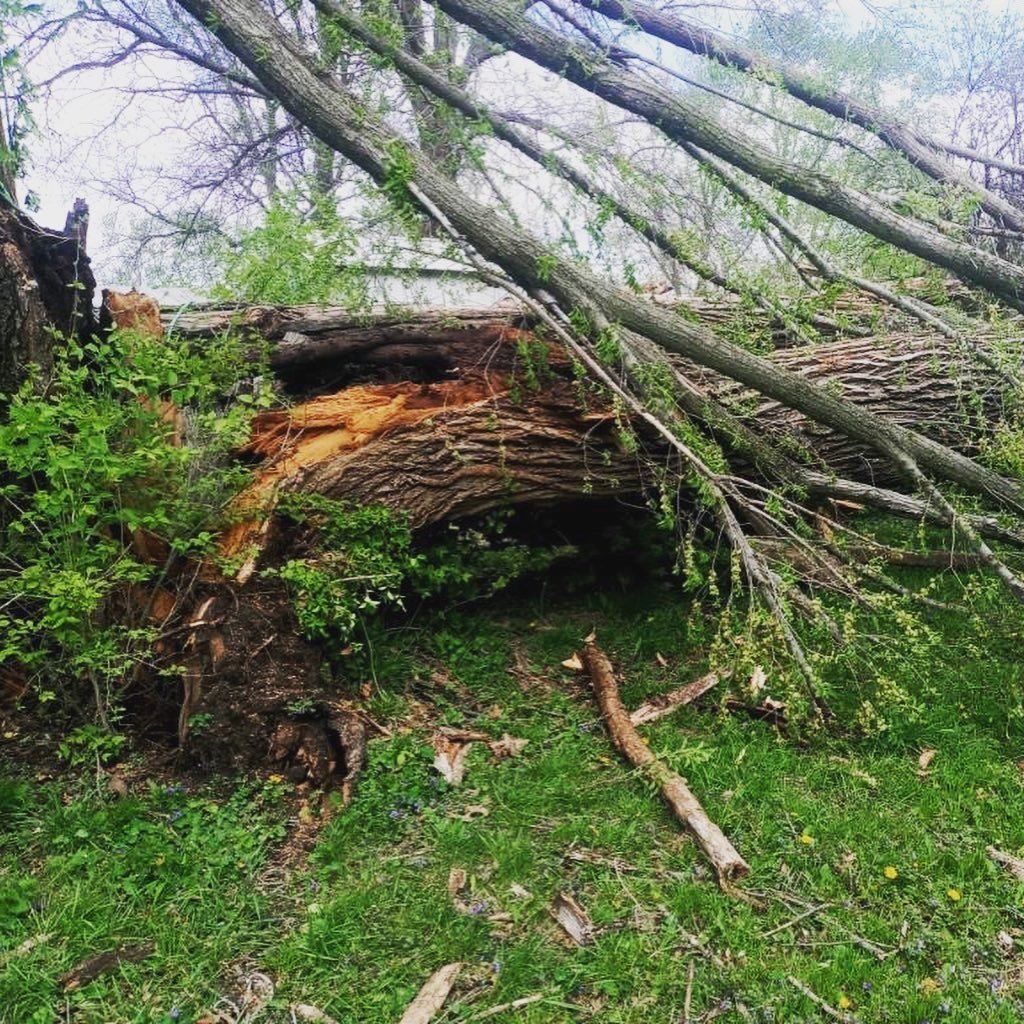 Broken Down Tree — Kansas City, MO — Shier’s Family Tree Service