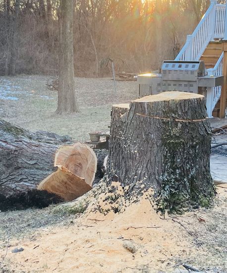 Tree Stump After Cutting — Kansas City, MO — Shier’s Family Tree Service