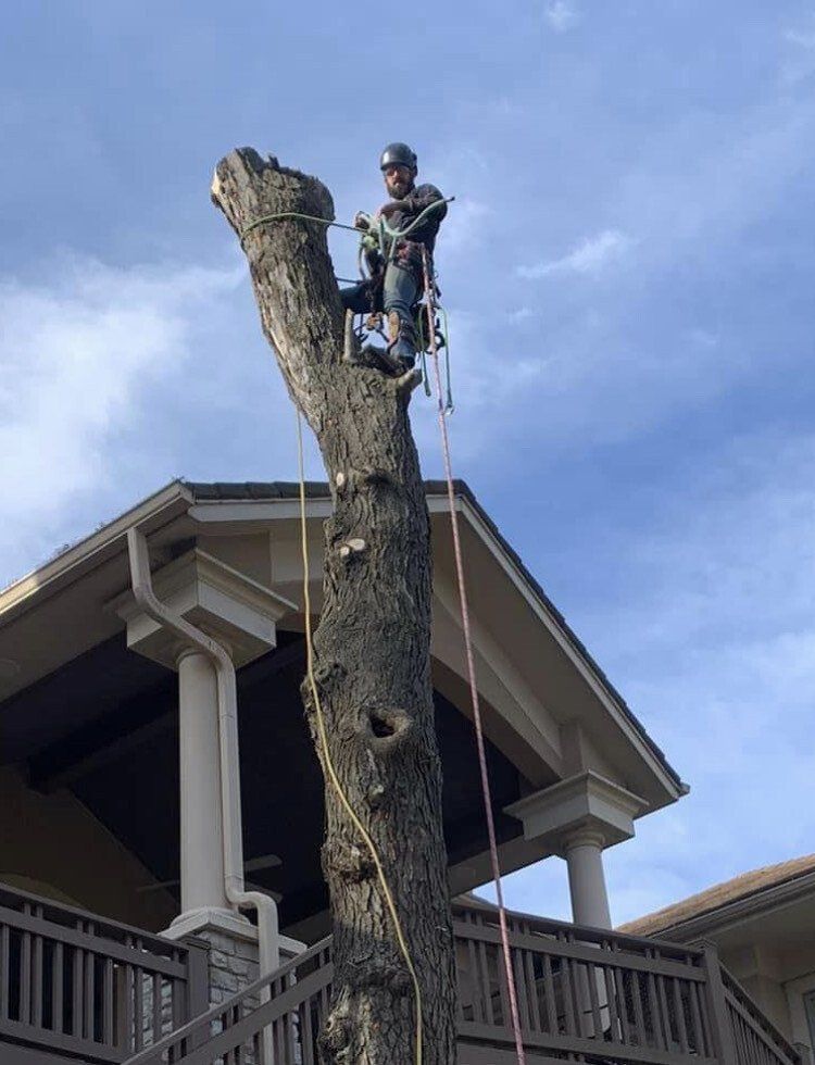 Using Chainsaw To Cut Tree Branch — Kansas City, MO — Shier’s Family Tree Service
