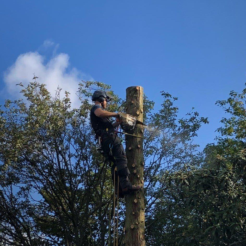 boom,rooien,neerhalen,omzagen,denneboom