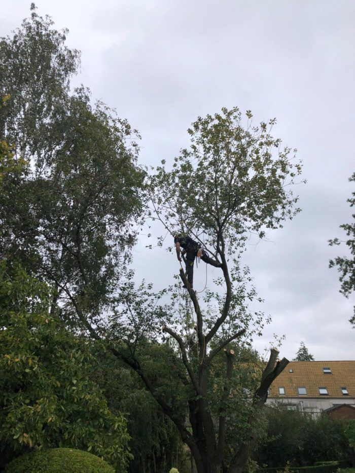 boom,rooien,neerhalen,omzagen,begeleidingssnoei