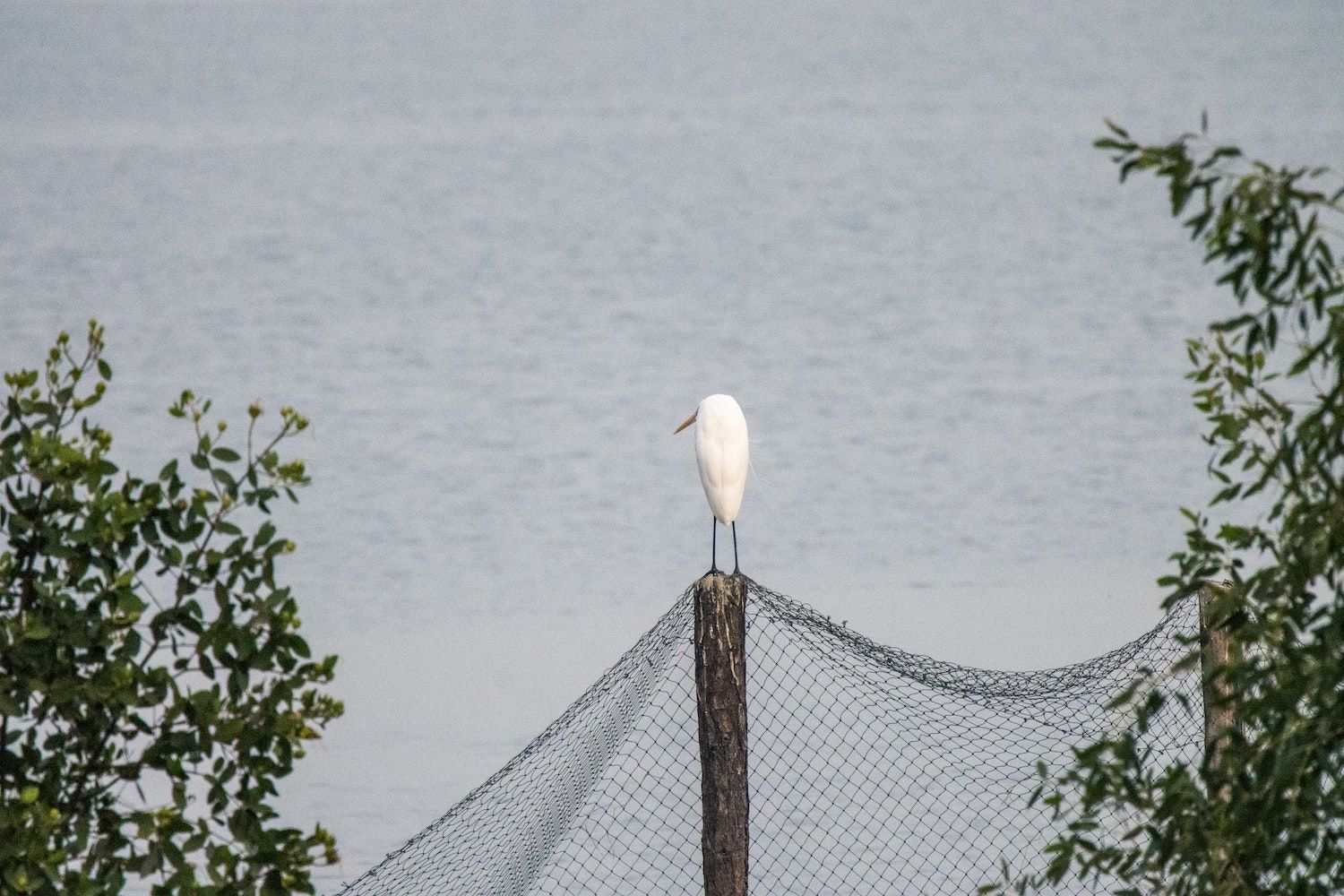 A white bird perched on a pole overlooking a body of water