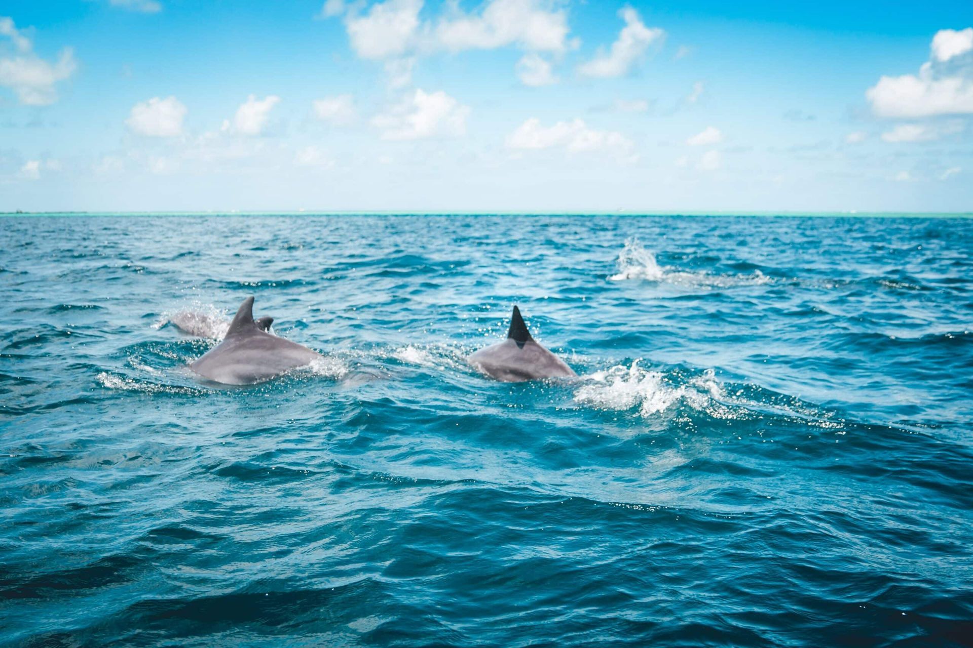 Two dolphins are swimming in the ocean.