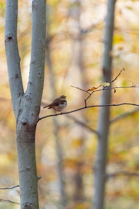 A small bird perched on a tree branch in the woods.