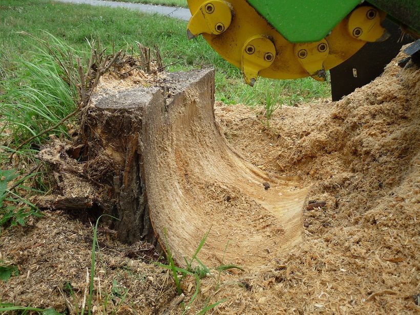 Ein Baumstumpf wird maschinell entfernt.