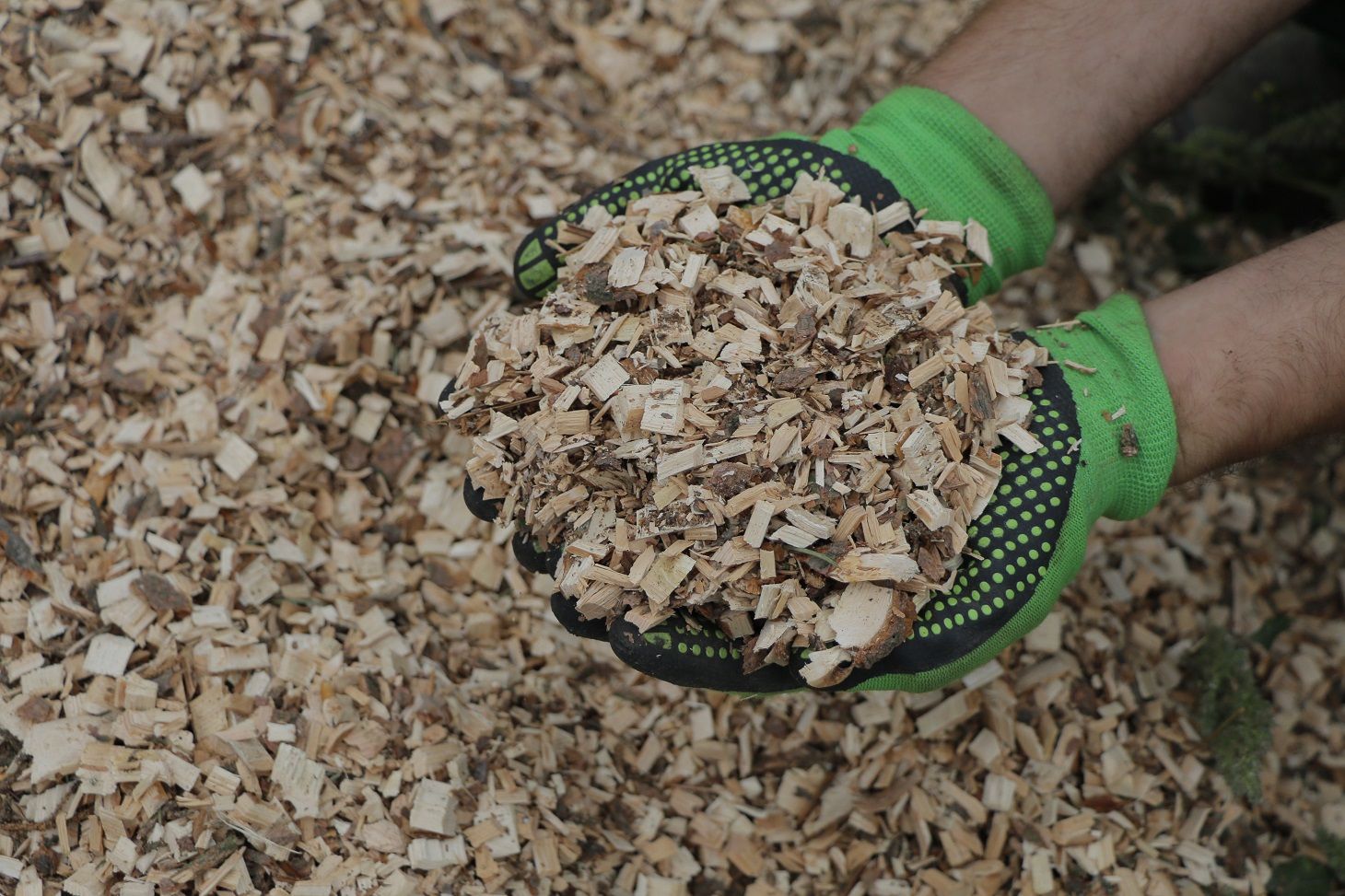 Eine Person mit grünen Handschuhen hält einen Haufen Holzspäne.