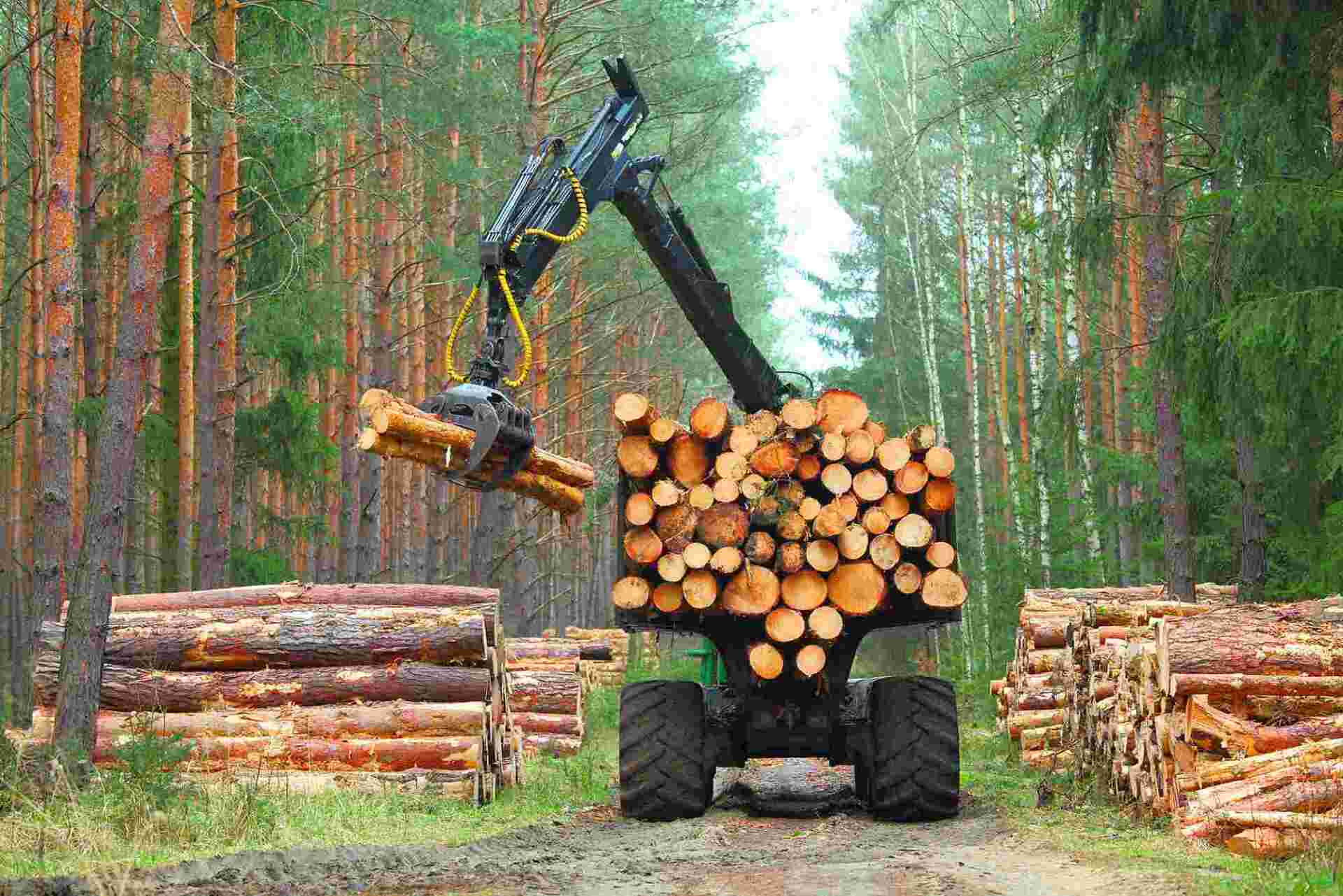 Forstmaschine im Wald