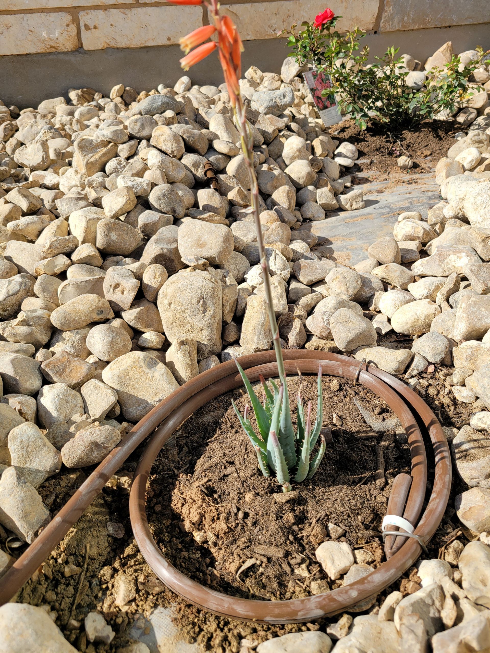 A plant is growing in a rock garden next to a hose