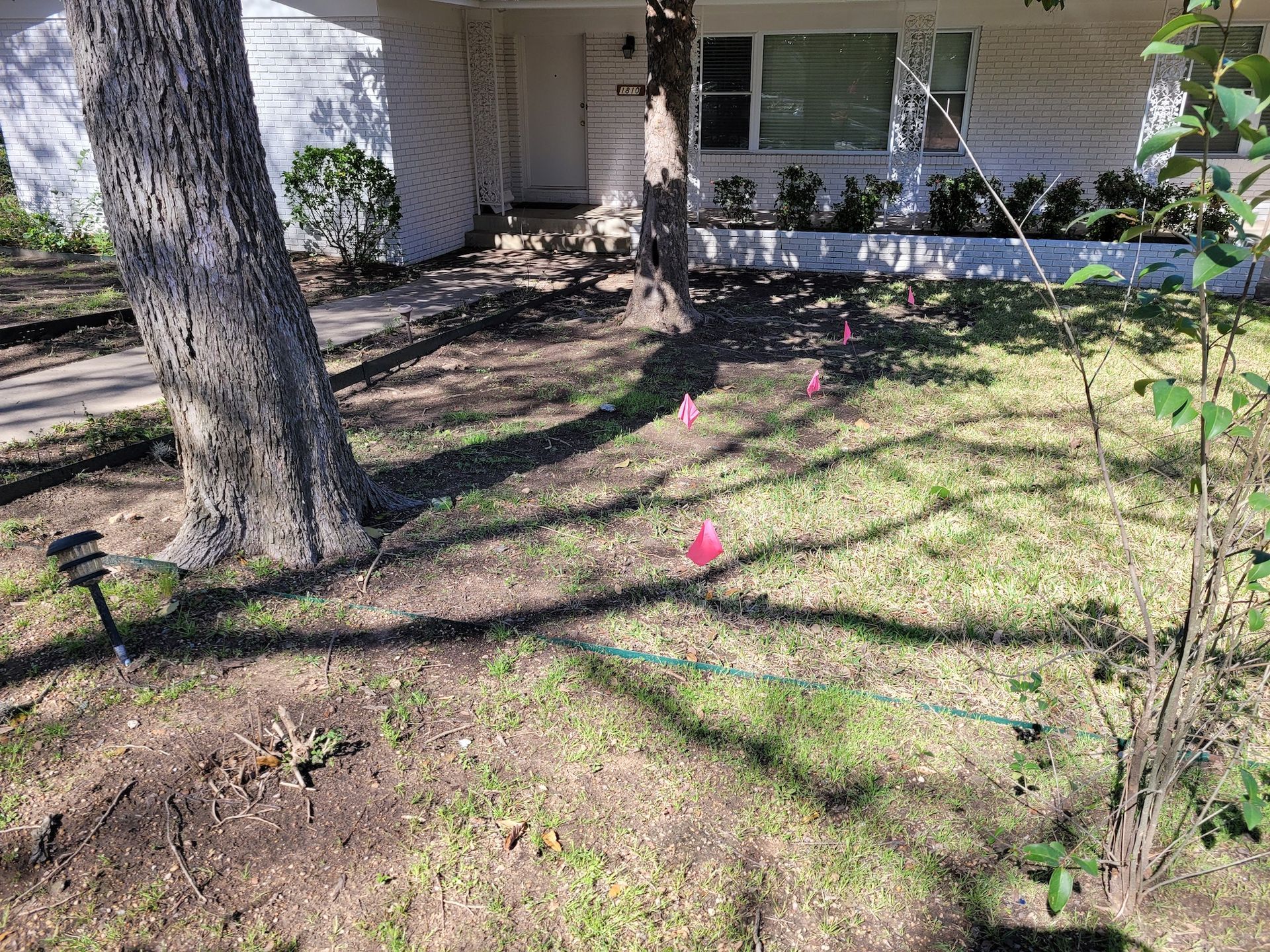 A lawn with a tree and a hose in front of a house.