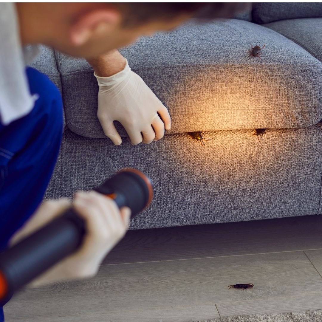 A Smarter Approach to Pest Control Exploring the Benefits of Integrated Pest Management