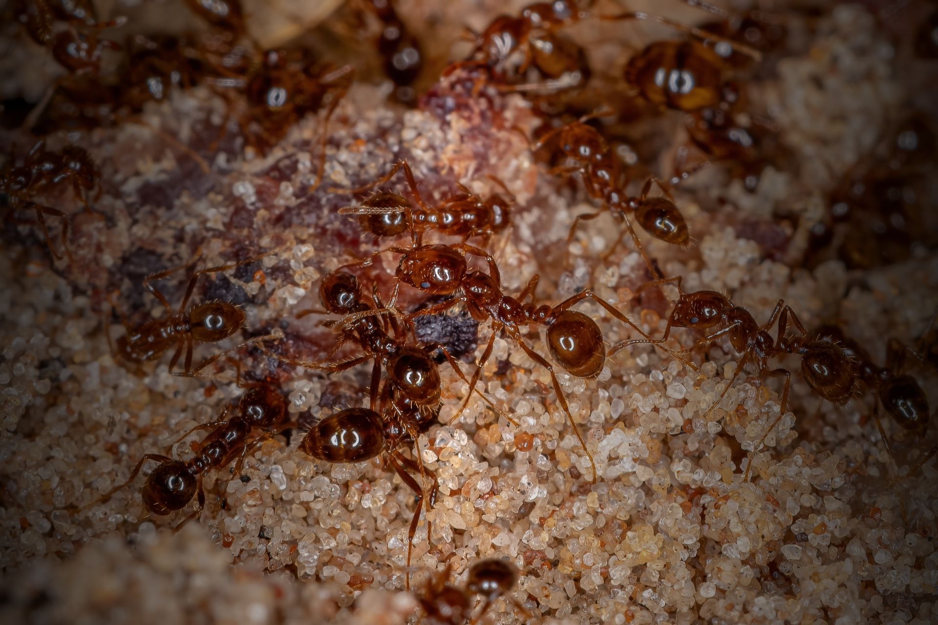 fire ant treatment qld