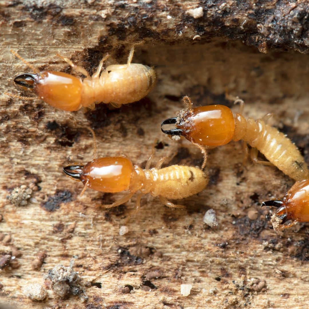 Learn how to identify subterranean termites in Australia before they damage your home. 