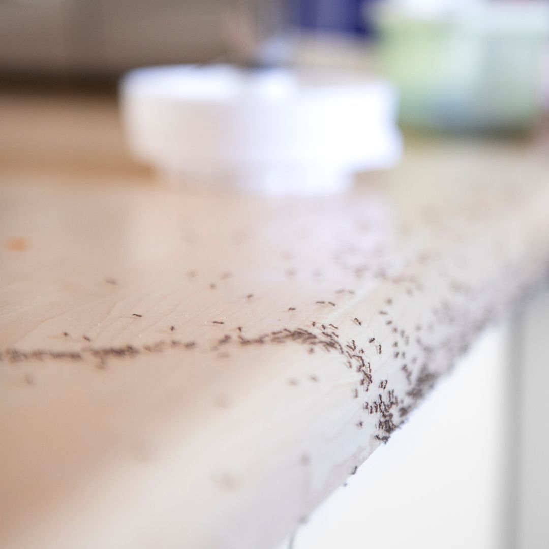 Your Expert Guide to Getting Rid of Ants in Your Home