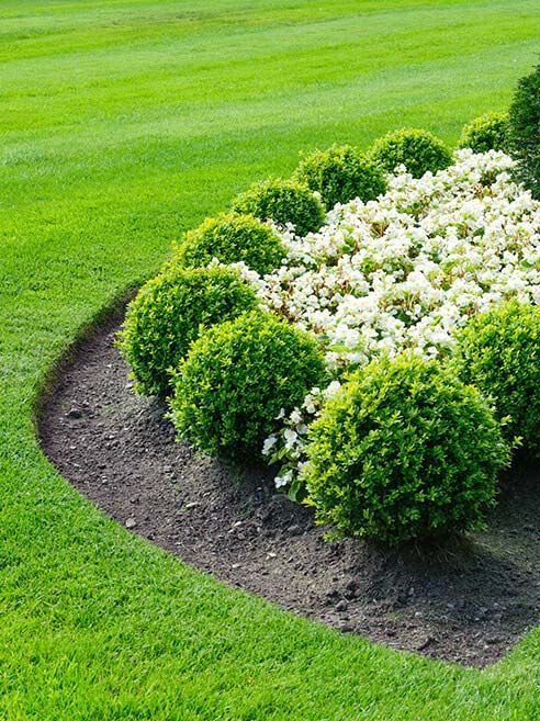 A lush green lawn with white flowers and green bushes.